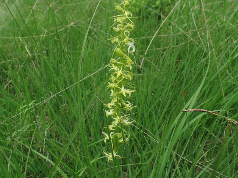 Platanthera chlorantha ( anomalia floreale di ...)